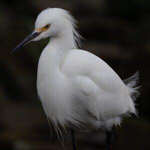 Meet your Posher, Vick